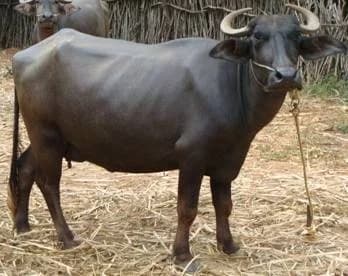 Surti buffalo