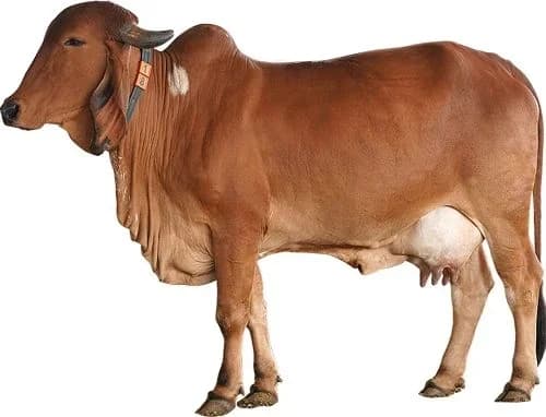 Gir cattle