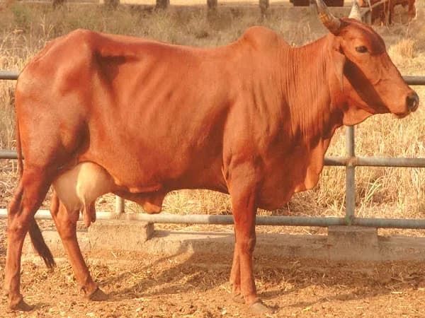 Red Sindhi cattle