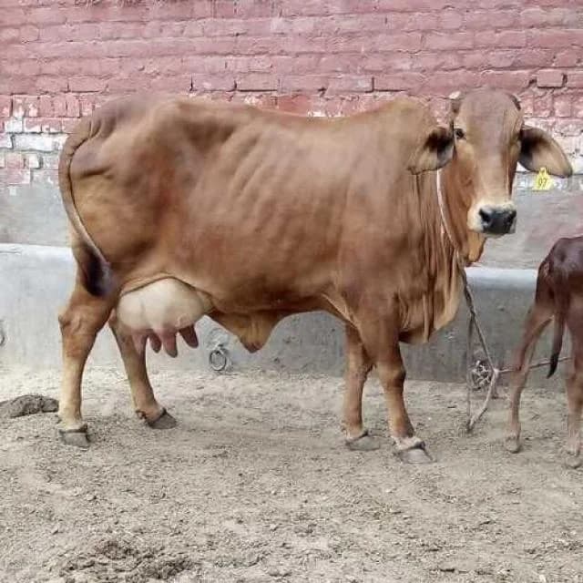 Sahiwal cattle